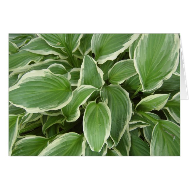 HOSTA-LA VISTA (Vorderseite (Horizontal))