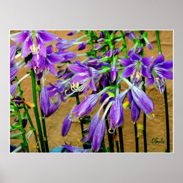 Hosta Lila Flower Garden Poster (Vorne)