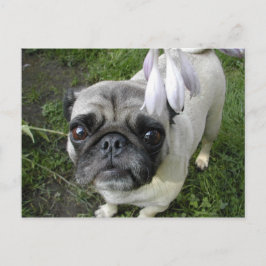 Hosta Mops Postkarte