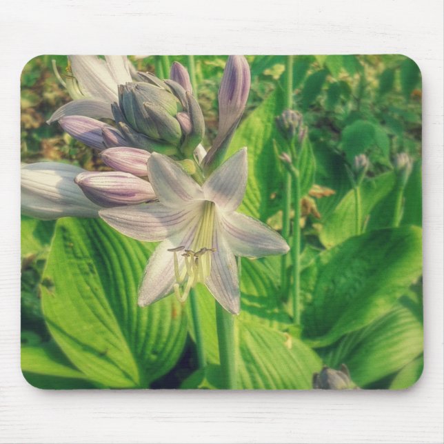 Hosta Mousepad (Vorne)