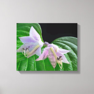 Hosta Pflanze Leaf und Blume Leinwanddruck