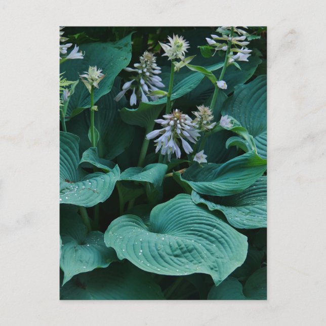 Hosta Postcard Postkarte (Vorderseite)