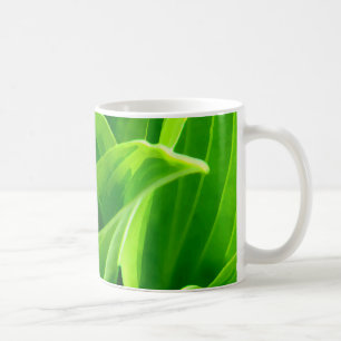 Hosta Tasse