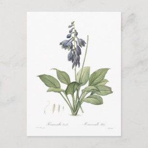 Hosta ventricosa postkarte