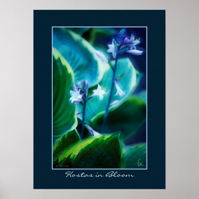 Hostas in Bloom Poster (Vorne)