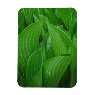 Hostas mit Raindrops Flexible Magnet