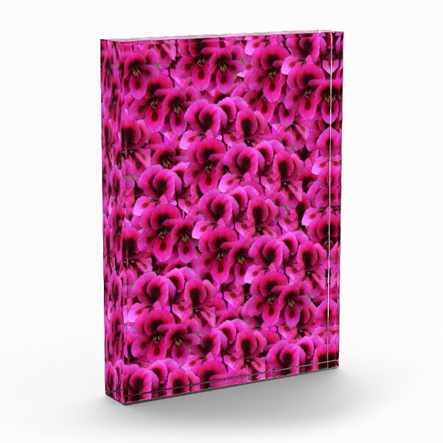 Hot Magenta Geranium Blume, Fotoblock (Links)