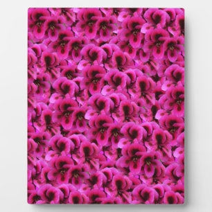 Hot Magenta Geranium Blume, Fotoplatte