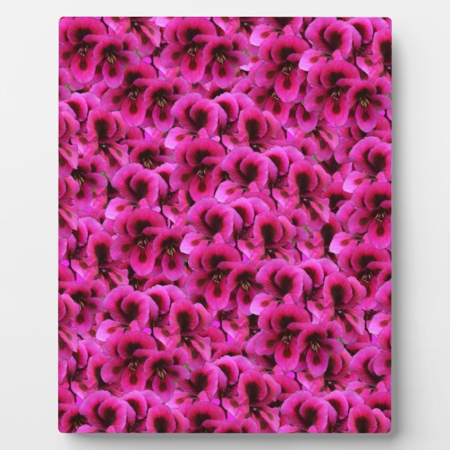 Hot Magenta Geranium Blume, Fotoplatte (Vorderseite)