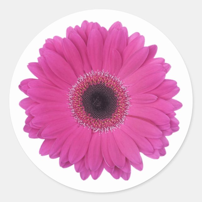 Hot Magenta Pink Gerbera Daisy Blume Runder Aufkleber (Vorderseite)