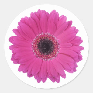 Hot Magenta Pink Gerbera Daisy Blume Runder Aufkleber