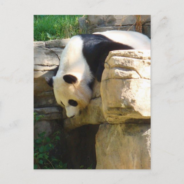 Hot Panda Postkarte (Vorderseite)