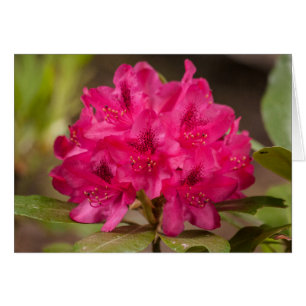 Hot Pink Blume Rhododendron Gewohnt Blüten