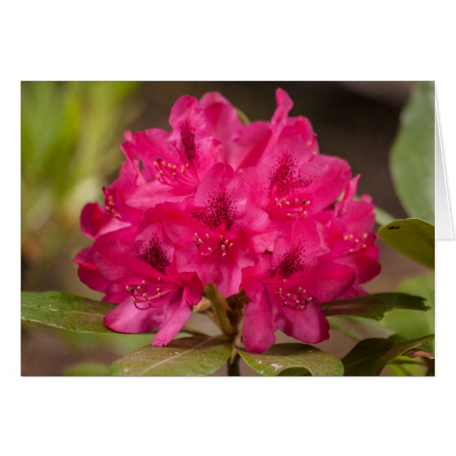 Hot Pink Blume Rhododendron Gewohnt Blüten (Vorderseite (Horizontal))
