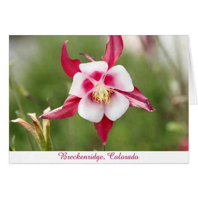 Hot Pink Columbine (Vorderseite (Horizontal))