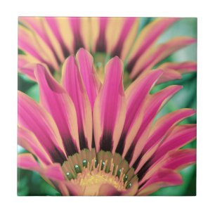 Hot Pink Daisy Petals Fliese