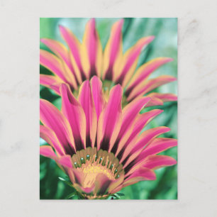 Hot Pink Daisy Petals Postkarte