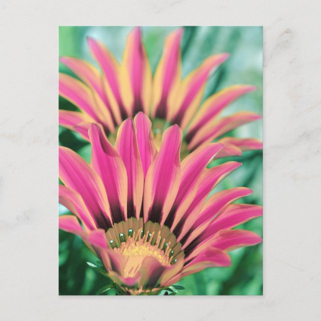 Hot Pink Daisy Petals Postkarte (Vorderseite)