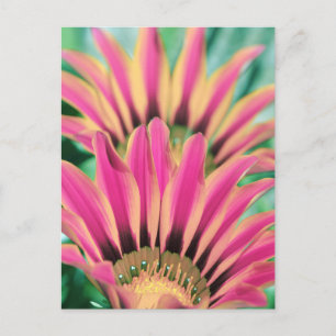 Hot Pink Daisy Petals Postkarte