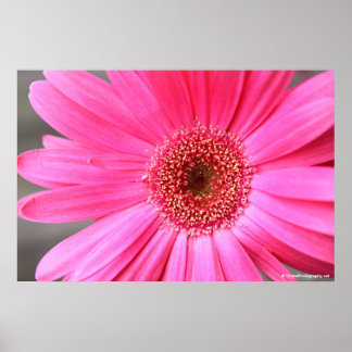 Hot Pink Daisy Poster