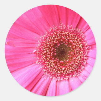 Hot Pink Daisy Runder Aufkleber