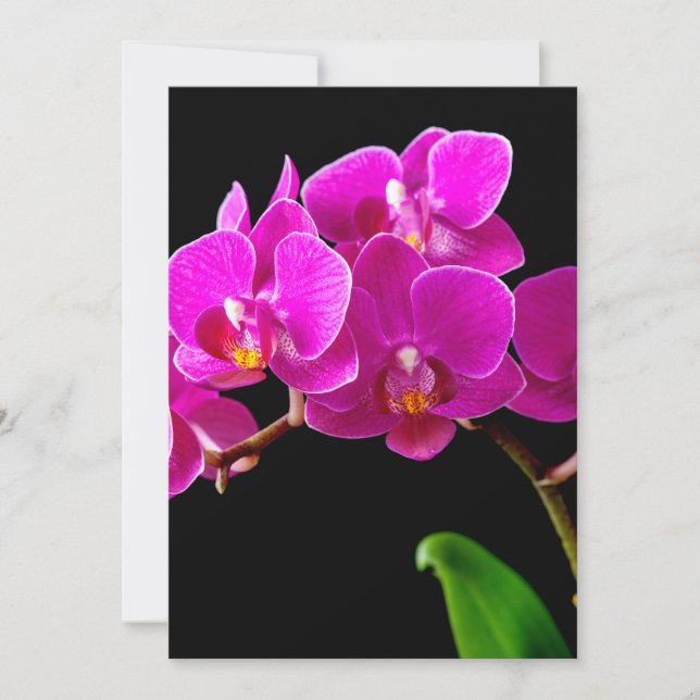 Hot Pink Dendrobium Orchid-Blume Orchideen Vorlage (Vorderseite)
