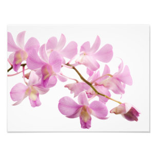 Hot Pink Dendrobium Orchid-Blume Orchideen Vorlage Fotodruck