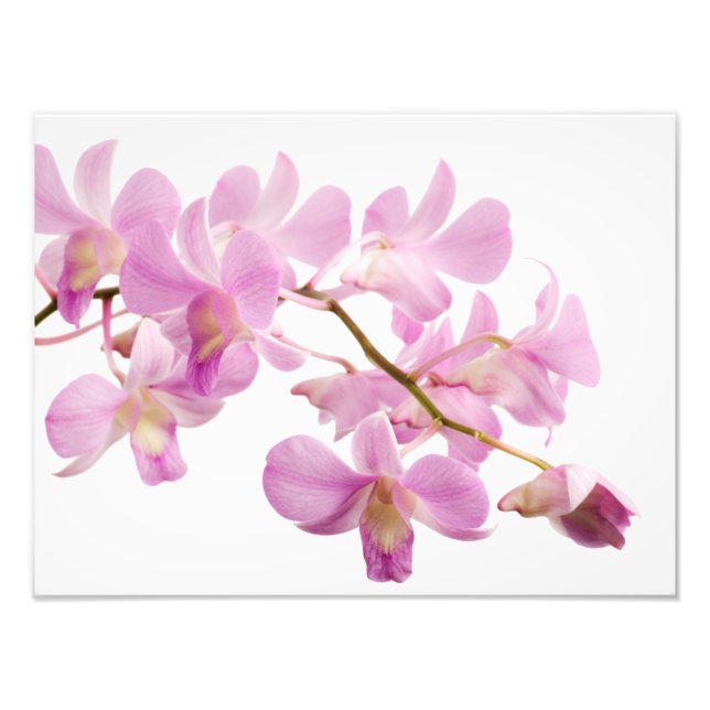 Hot Pink Dendrobium Orchid-Blume Orchideen Vorlage Fotodruck (Vorne)