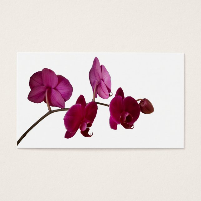 Hot Pink Dendrobium Orchid - Orchideen Hintergrund (Vorderseite)