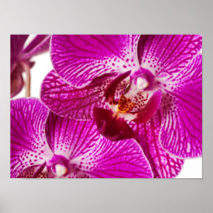Hot Pink Dendrobium Orchid - Orchideen Hintergrund Poster