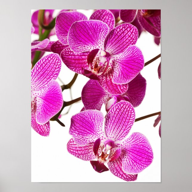 Hot Pink Dendrobium Orchid - Orchideen Hintergrund Poster (Vorne)