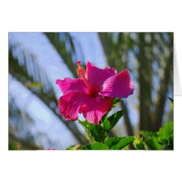 Hot-Pink-Hibiskus