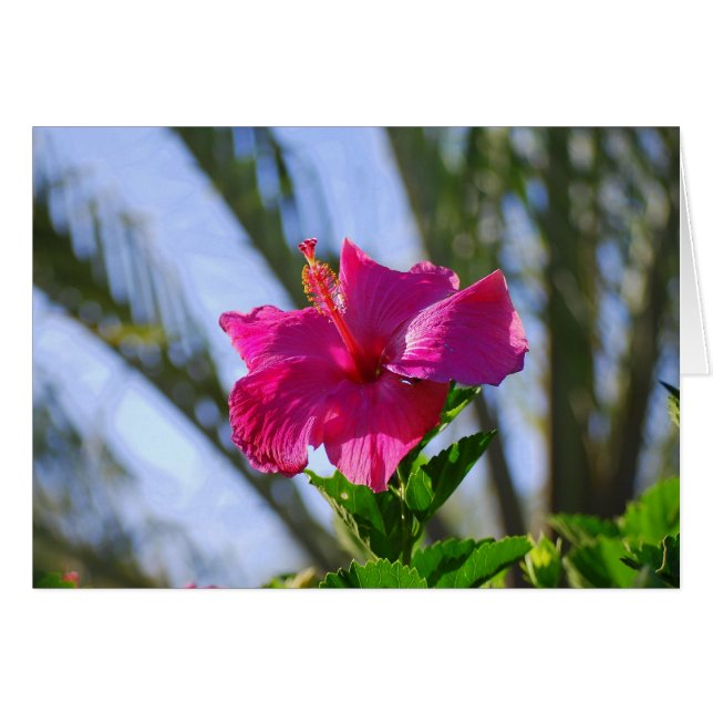 Hot-Pink-Hibiskus (Vorderseite (Horizontal))