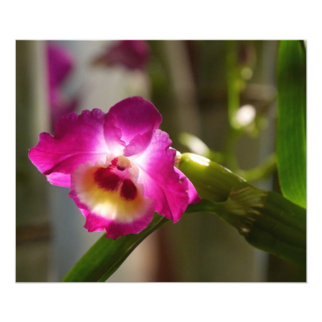 Hot Pink Orchid Print Fotodruck (Vorne)