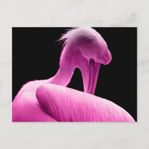 Hot Pink Pelican Custom Postcard Postkarte