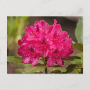 Hot Pink Rhododendron Blumenkohl Blume Postkarten