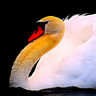 Hot Pink-Rose auf der schwarzen Krawatte