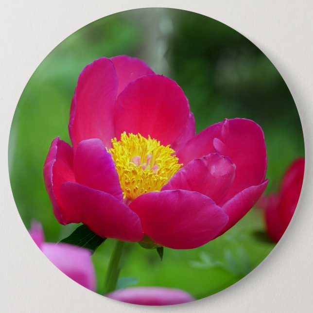Hot Pink-Rose Button (Vorderseite)