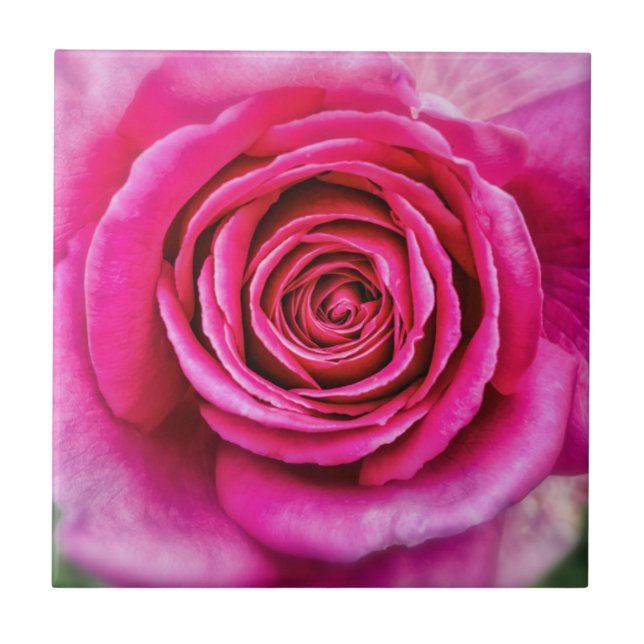 Hot Pink-Rose Fliese (Vorderseite)