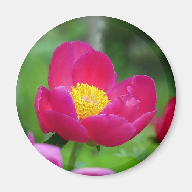 Hot Pink-Rose Magnet (Vorne)