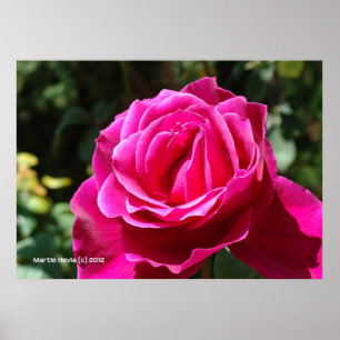 Hot Pink-Rose Poster
