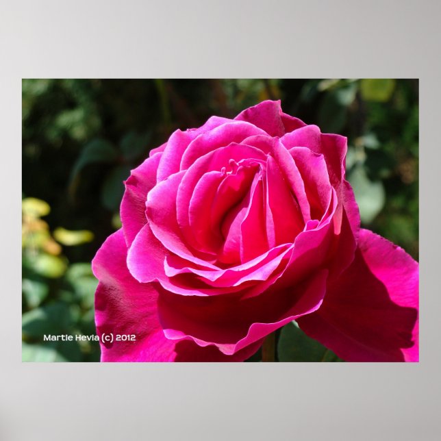 Hot Pink-Rose Poster (Vorne)