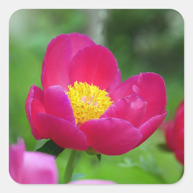 Hot Pink-Rose Quadratischer Aufkleber (Vorderseite)