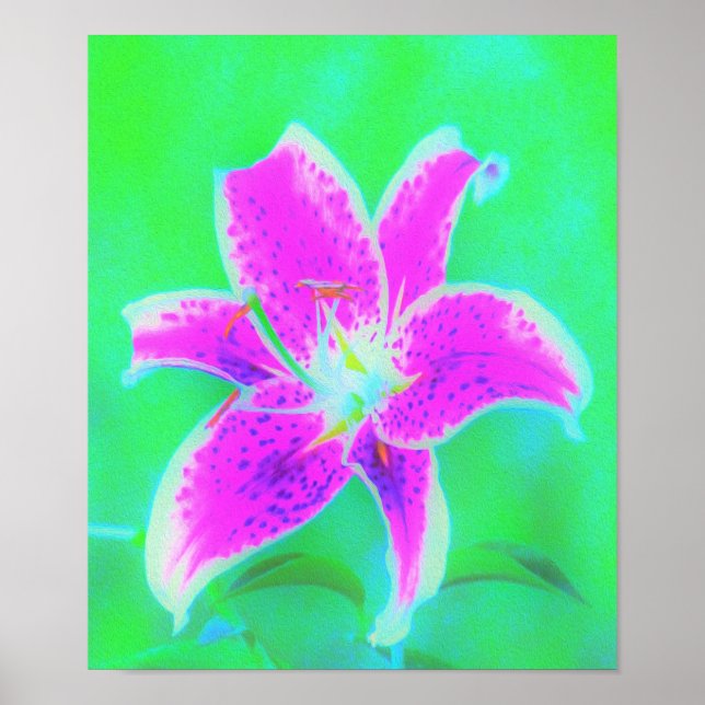 Hot Pink Stargazer Liege auf Türkis und Grün Poster (Vorne)