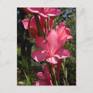 Hot Rosa Blume Postkarte