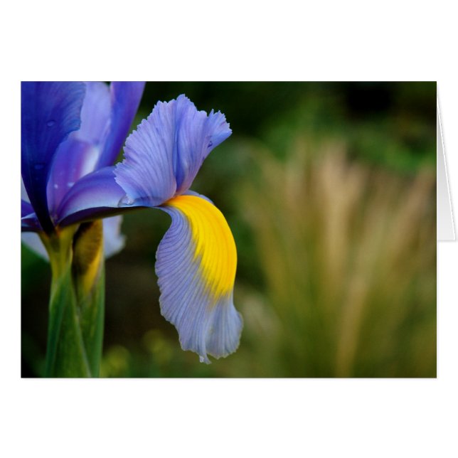 Hot Spot (Vorderseite (Horizontal))