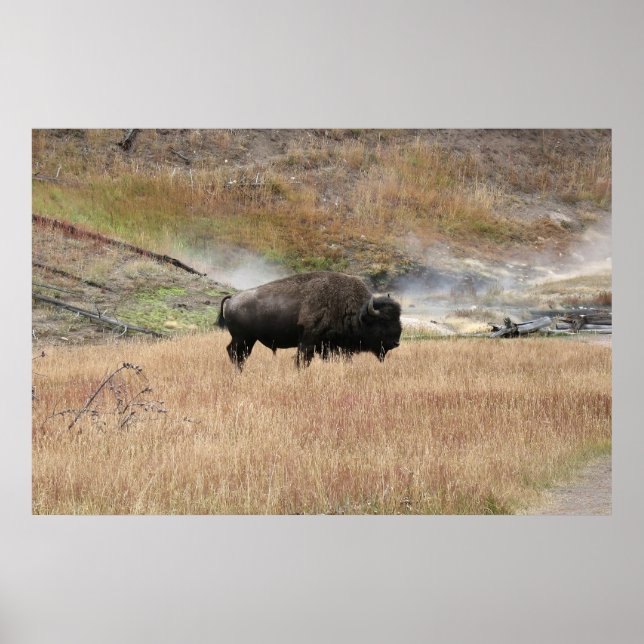 Hot Spring Bison Poster (Vorne)