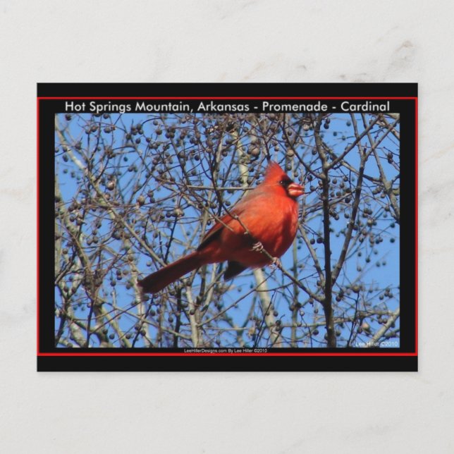 Hot Springs Bergpromenade Kardinal Geschenke Postkarte (Vorderseite)