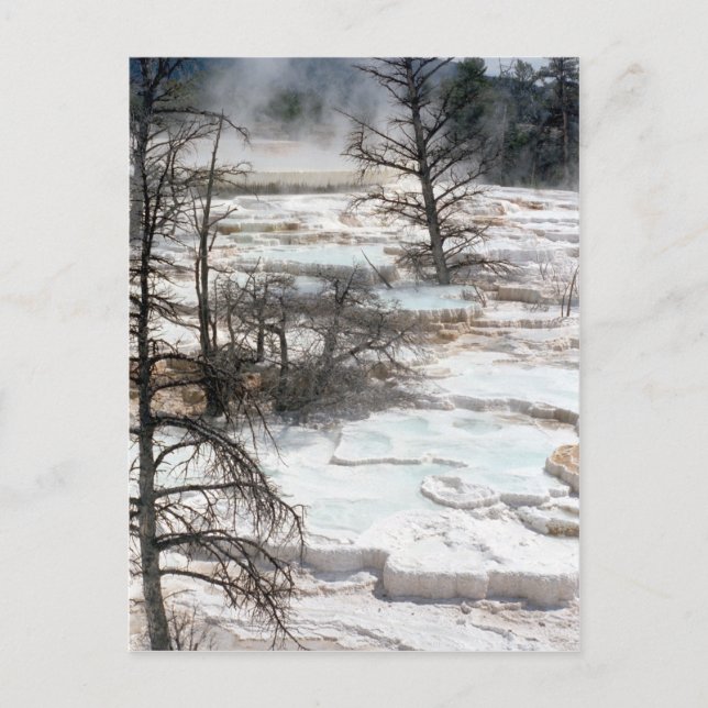 Hot Springs in Neuseeland Postkarte (Vorderseite)