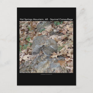 Hot Springs Mountain, AR Squirrel Camouflage Gesch Postkarte